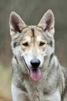 Picture of Saarloos Wolfhound