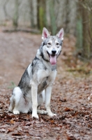 Picture of Saarloos Wolfhound