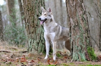 Picture of Saarloos Wolfhound