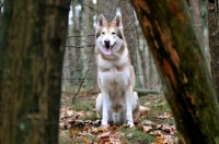 Picture of Saarloos Wolfhound