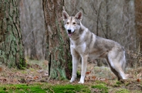 Picture of Saarloos Wolfhound