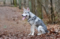 Picture of Saarloos Wolfhound