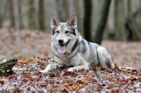 Picture of Saarloos Wolfhound