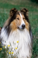 Picture of Sable and white rough collie