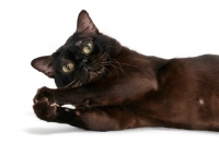 Picture of sable Burmese cat catching