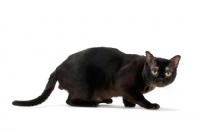 Picture of sable Burmese cat crouching