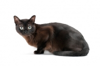 Picture of sable Burmese cat crouching