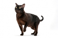 Picture of sable Burmese cat looking up