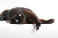 Picture of sable Burmese cat lying down on white background, looking bored