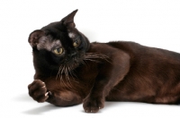 Picture of sable Burmese cat lying down