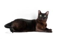 Picture of sable Burmese cat on white background, lying down
