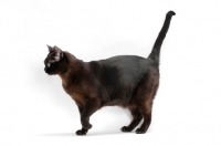Picture of sable Burmese cat on white background, standing with tail up
