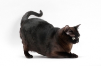 Picture of sable Burmese cat on white background bowing