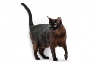 Picture of sable Burmese cat on white background, tail up