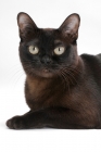 Picture of sable Burmese cat on white background, lying down