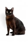 Picture of sable Burmese cat on white background, sitting down