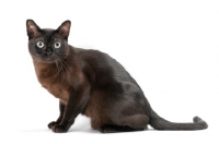 Picture of sable Burmese cat on white background