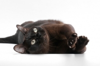 Picture of sable Burmese cat on white background, rolling