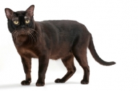 Picture of sable Burmese cat standing on white background