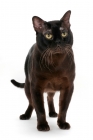 Picture of sable Burmese cat standing on white background, front view