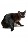 Picture of sable Burmese cat turning