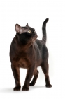 Picture of sable Burmese cat