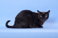 Picture of sable Burmese crouching down