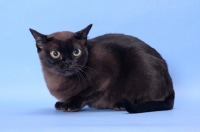 Picture of sable Burmese looking away