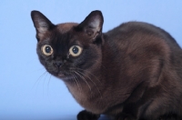 Picture of sable Burmese on light blue background