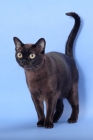 Picture of sable Burmese on pastel background