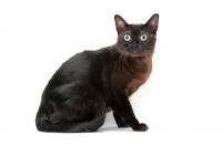 Picture of sable Burmese on white background