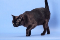 Picture of sable Burmese walking on light blue background