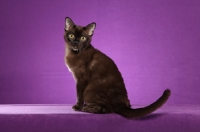 Picture of sable Burmese