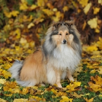 Picture of sable colour (not listed)shetland sheep dog, sat in yellow autumn leaves

