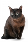 Picture of sable coloured Burmese cat
