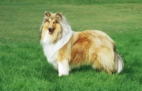 Picture of sable Rough Collie, side view