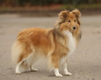 Picture of sable Shetland Sheepdog, side view