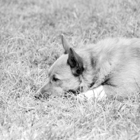 Picture of sad corgi lying in grass