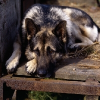 Picture of sad german shepherd from druidswood
