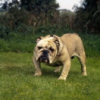 Picture of sad looking bulldog