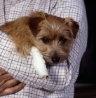 Picture of sad norfolk terrier with a bandaged leg in her owner's arms