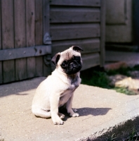 Picture of sad pug puppy wanting company