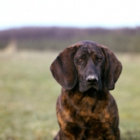 Picture of sad schweisshund