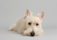 Picture of Sad wheaten Scottish Terrier in studio on grey background.