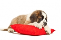 Picture of sad young Saint Bernard on red cushion