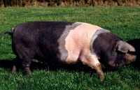Picture of saddleback pig at heal farm, side view