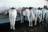 Picture of saddled camargue ponies at a trough