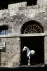 Picture of saher, arab stallion standing in doorway at marbach