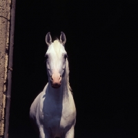 Picture of Saher German Arab stallion at marbach, head and shoulders