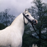 Picture of Saher, German Arab stallion at marbach, head and shoulders